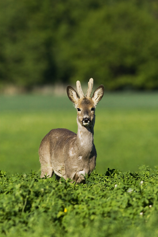 Roe Deer,Capreolus capreolus