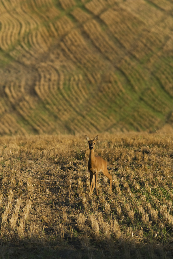 Roe Deer,Capreolus capreolus