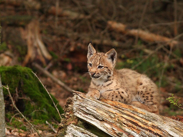 Lynx