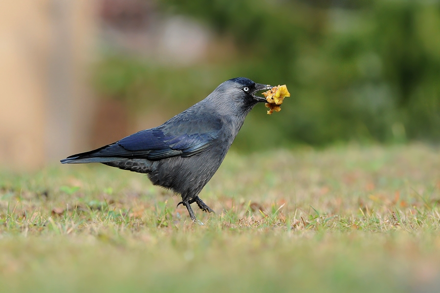 Corvus monedula 