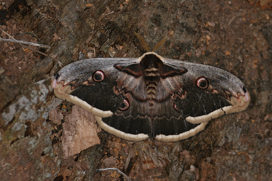 Saturnia pyri