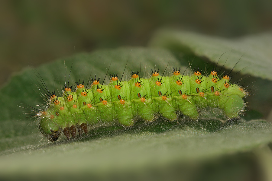 Saturnia pyri