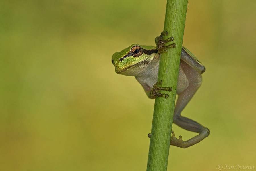 European tree frog