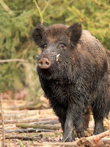 Wild boar