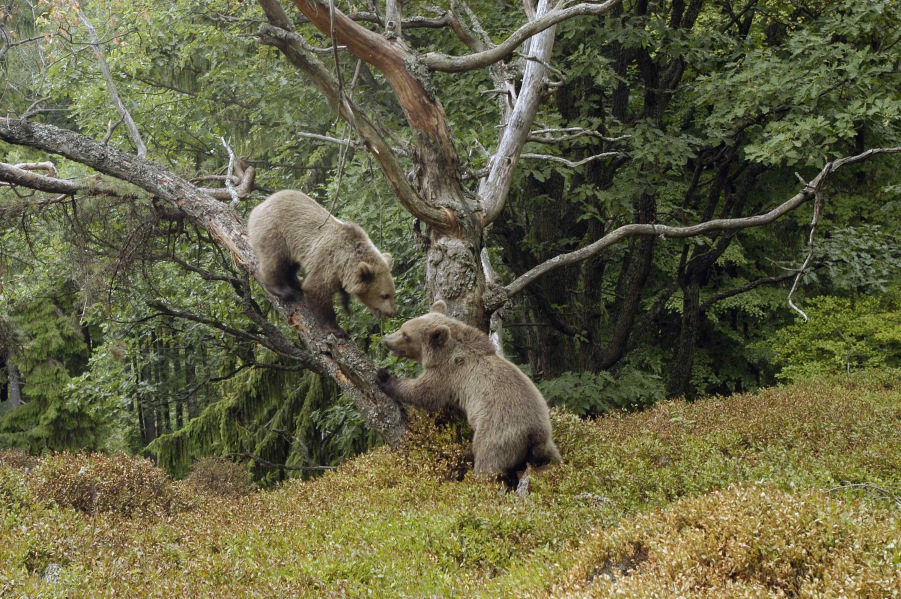 Brown Bear