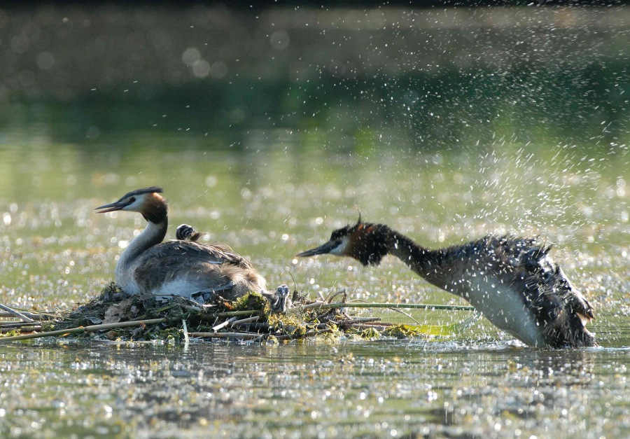 Great Crested Grebe