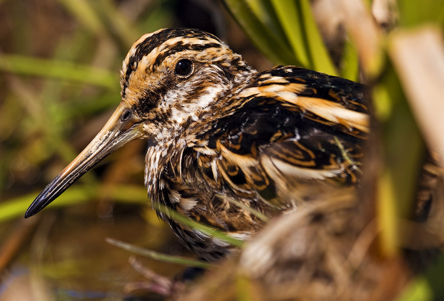 Jack Snipe   