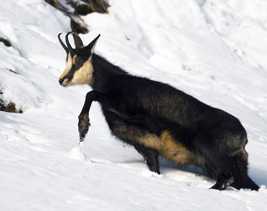 Chamois Alpine chamois 