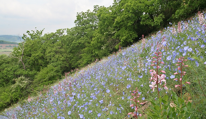 Linum austriacum