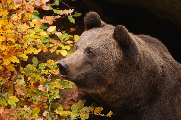 Brown Bear