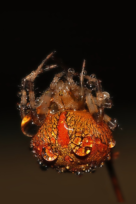 Marbled Orb Weaver