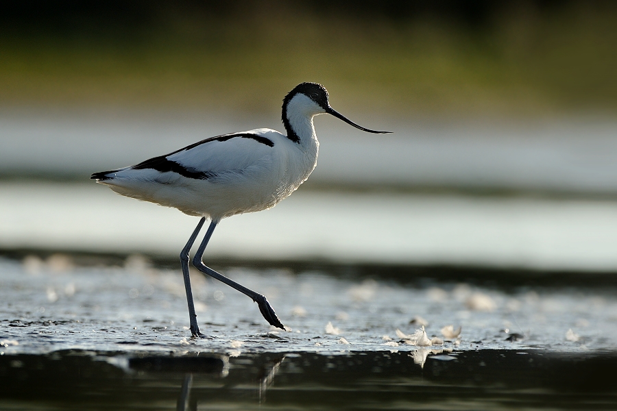 Pied Avocet