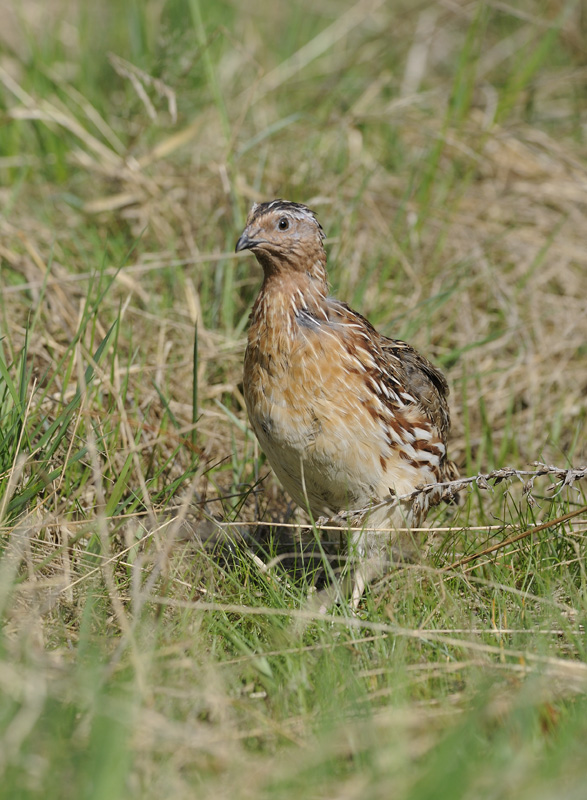 Common Quail 