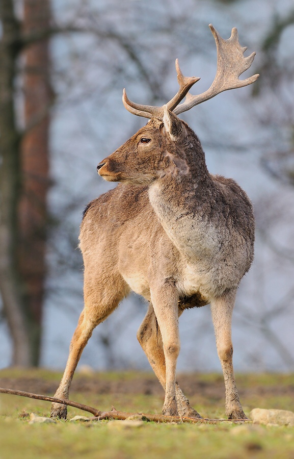 Fallow Deer