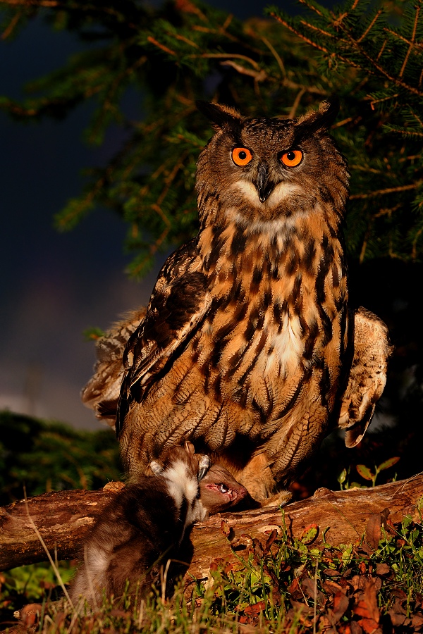 Eagle owl