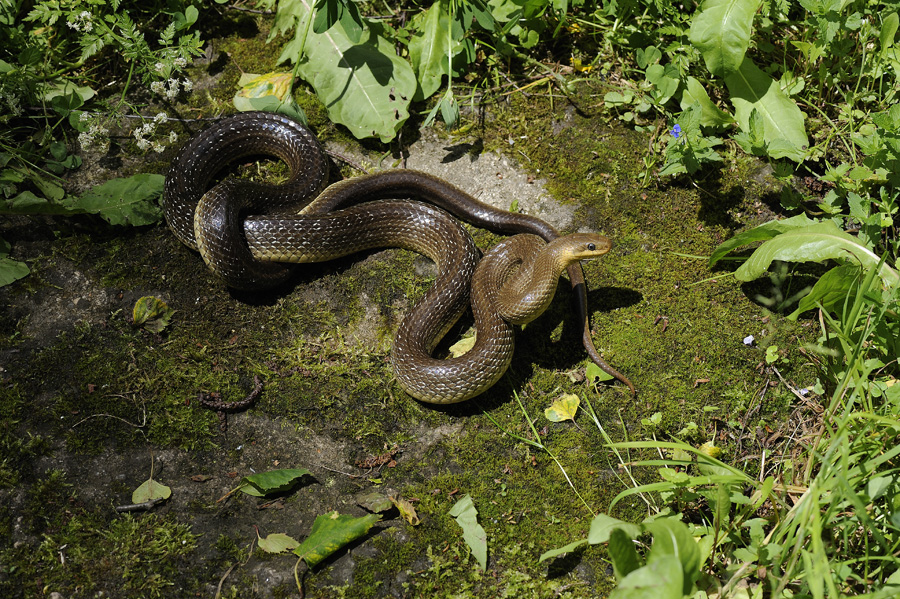 Aesculapian Snake 