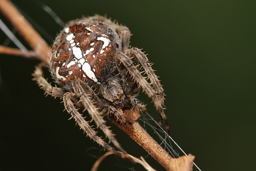 CROSS SPIDER