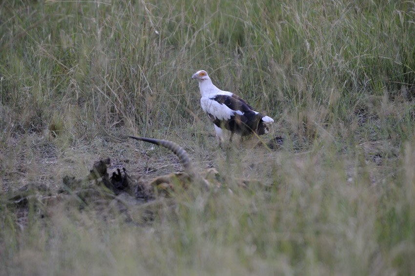 Palm-nut Vulture