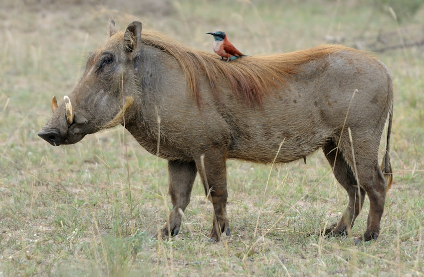 Desert Warthog