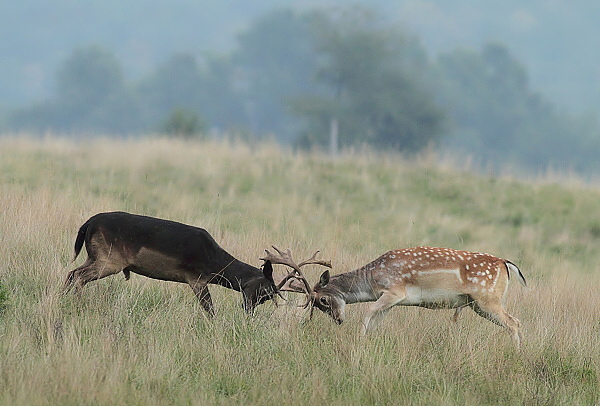 Fallow Deer