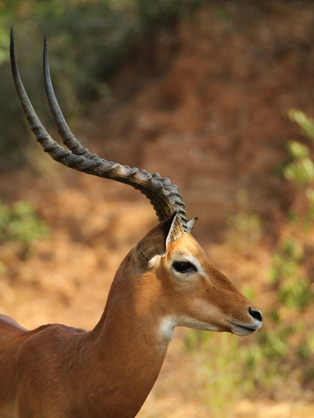 Impala