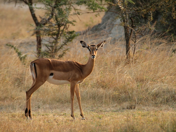 Impala