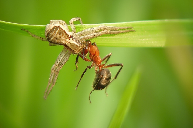 Crabspider