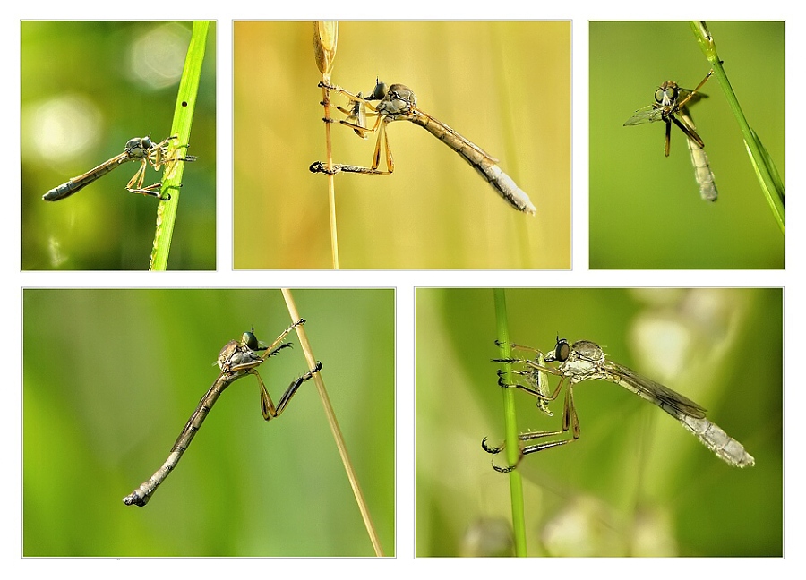 Striped Slender Robberfly