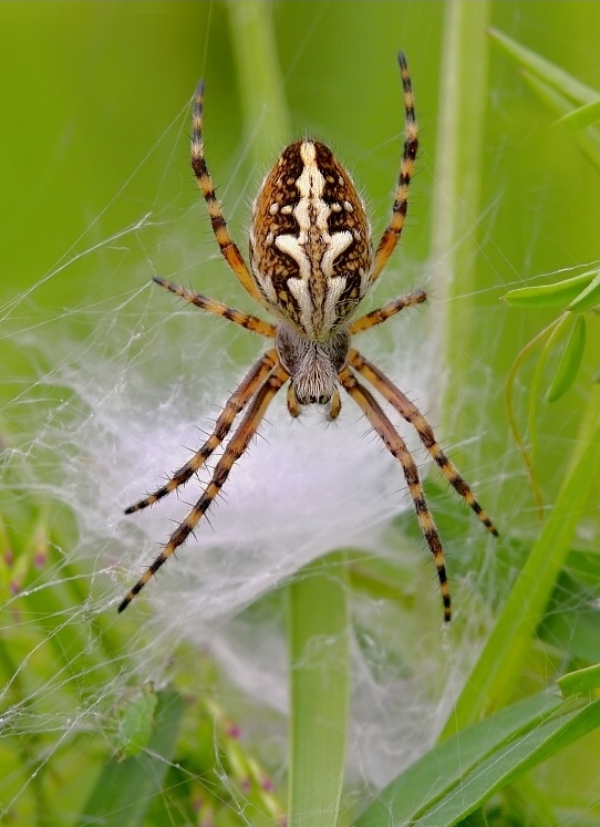 Oak Spider