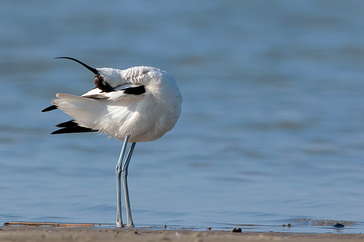 Pied Avocet