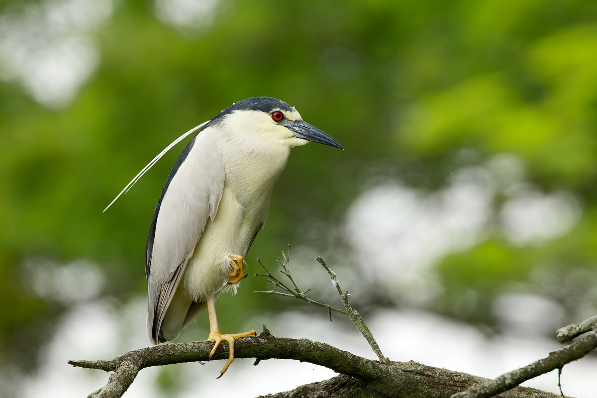 Black-crowned Night-Heron