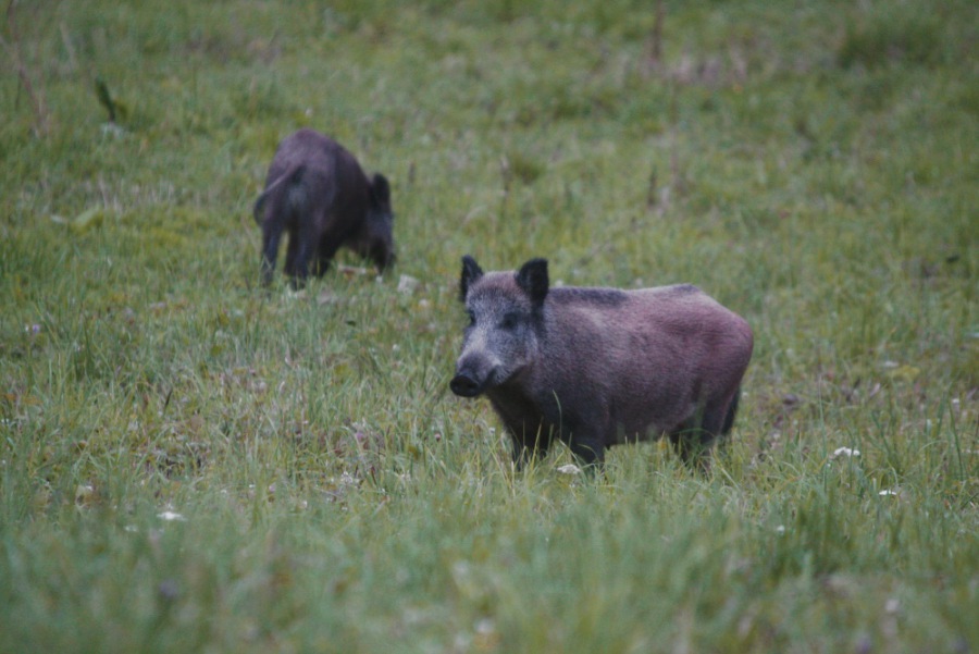 Wild Pig, European Wild Swine