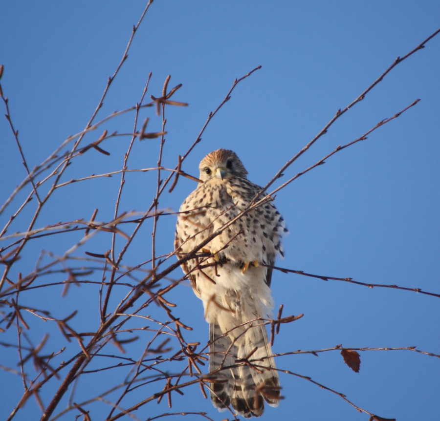 Staniel; Eurasian Kestrel; Common Kestrel