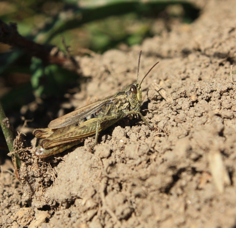 Grass-hopper