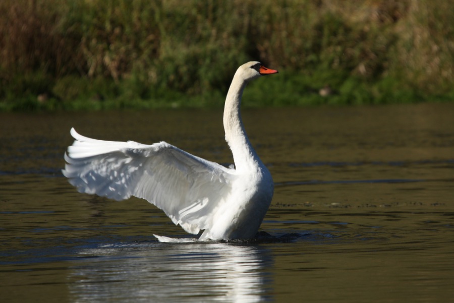 Swan