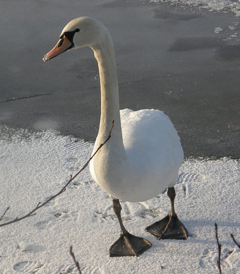 swan white