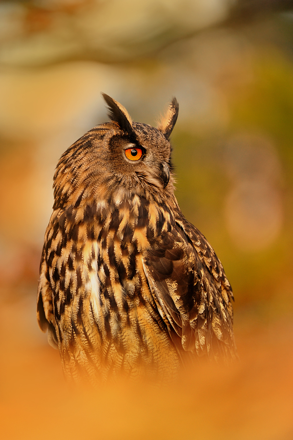 Eagle owl