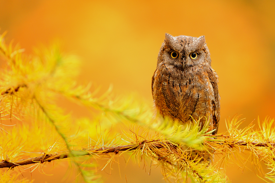 Scops Owl