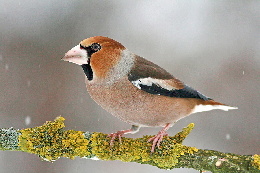 Hawfinch