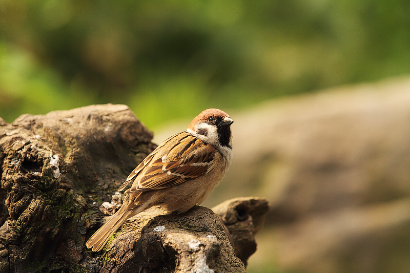 Passer montanus