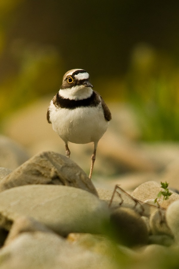 Little Ringed Plover