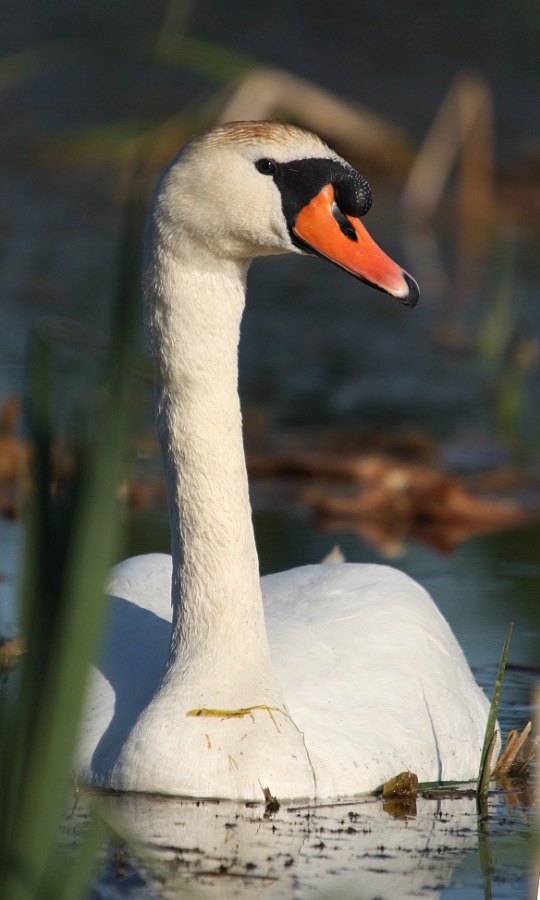 Swan mother