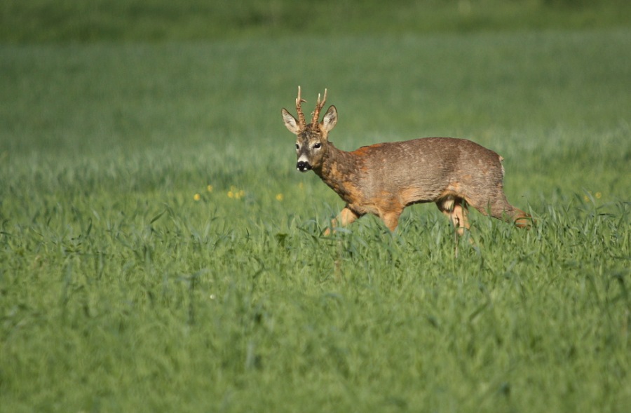 Roebuck,Roe deer