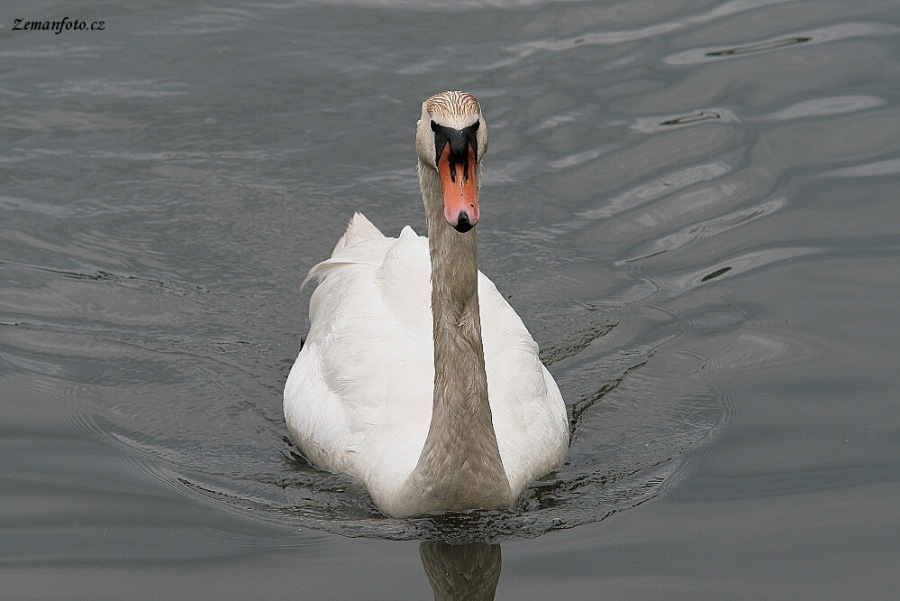 Cygnus olor