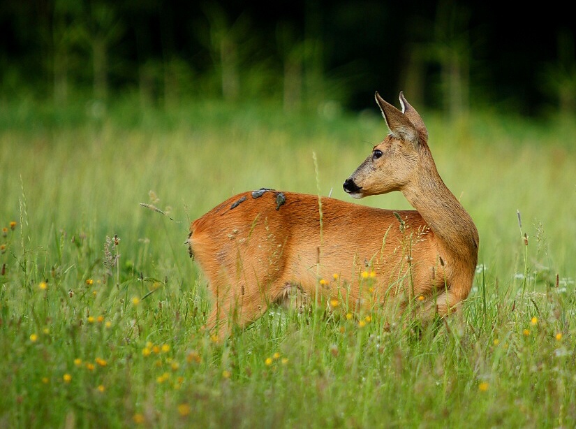 Roebuck,Roe deer