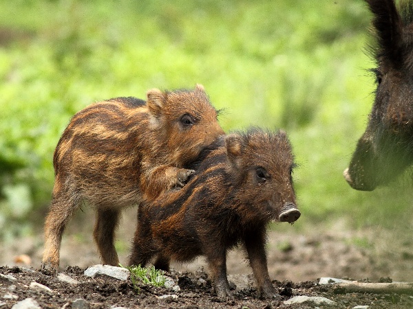 Wild boar