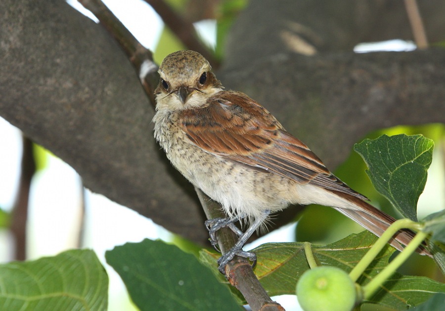 Young shrike ,fiscal, butcher-bird