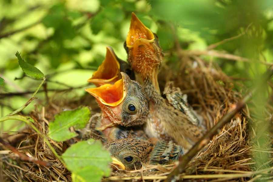 Young shrike ,fiscal, butcher-bird