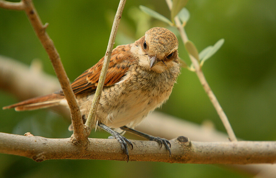 Young shrike ,fiscal, butcher-bird