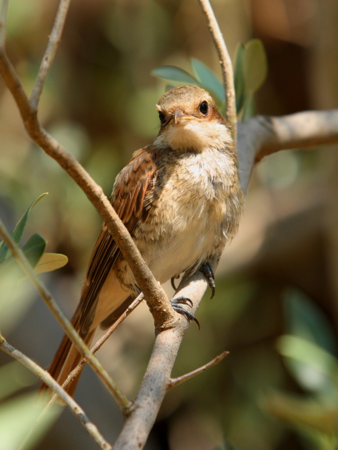 Young shrike ,fiscal, butcher-bird